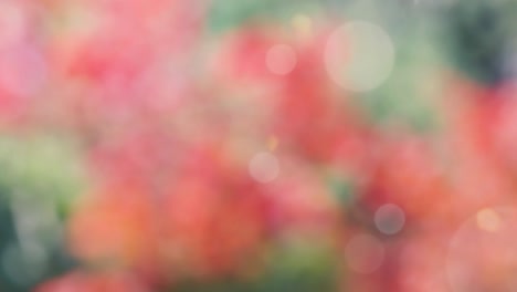 fondo de resorte abstracto con bokeh