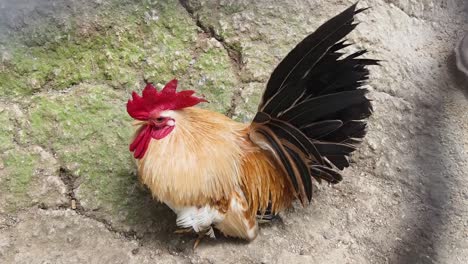 pollo pequeño en rocas