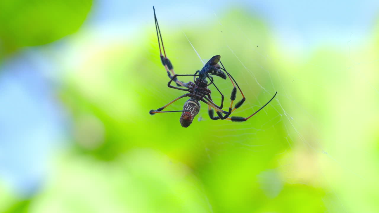 Orb Weaver Wrapping Fly in Silk 3