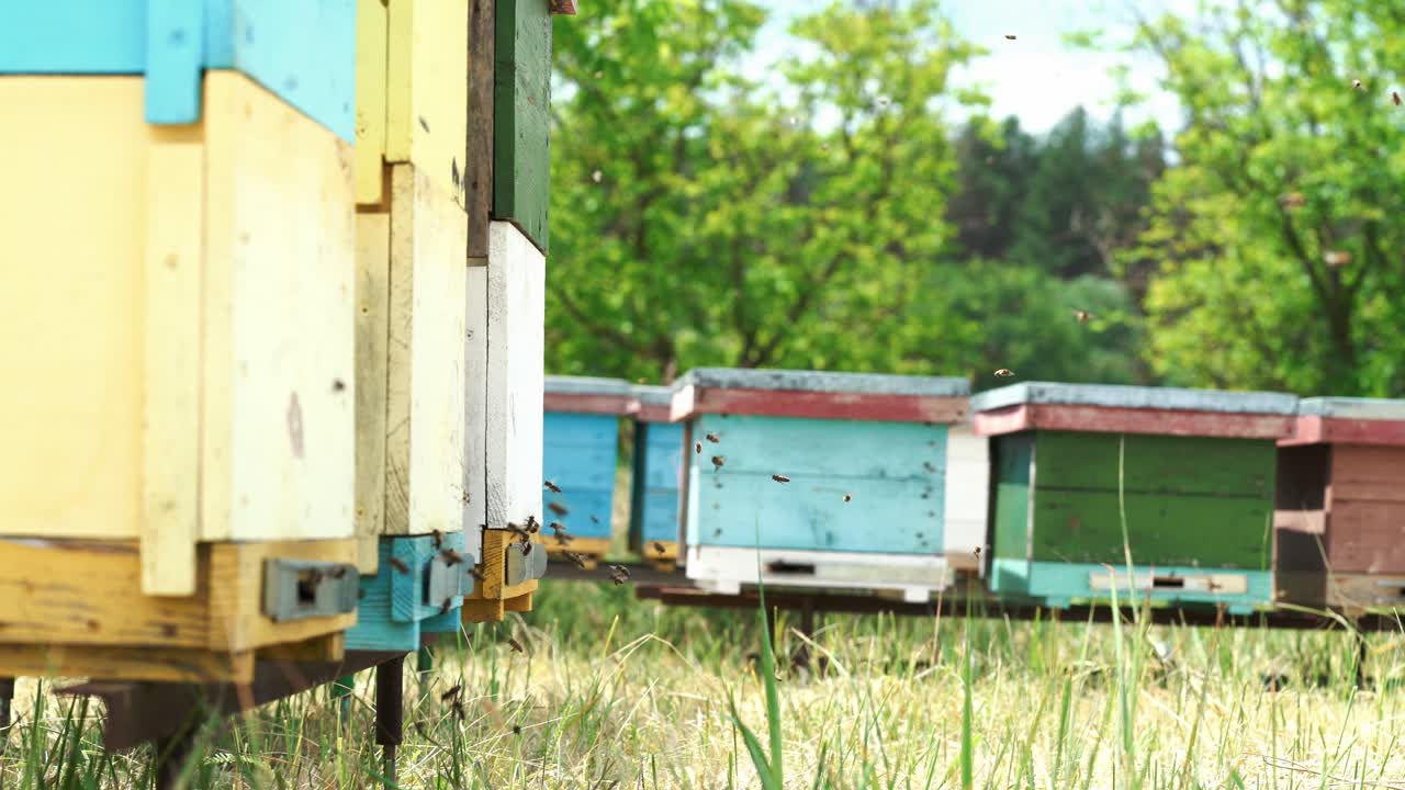 Honey bees swarming and flying around their beehive. Apiculture.