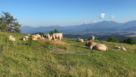 fat cows grazing freely in a pasture in the mountains