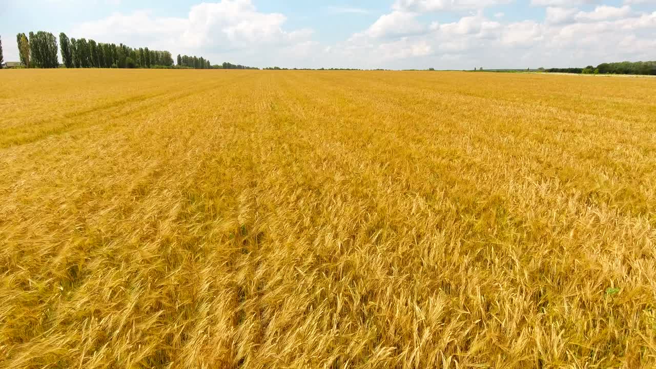 Aerial view of a large field of yellow ripe wheat. Farm land with cereals. Harvest time. Trees on the horizon, sky with clouds.