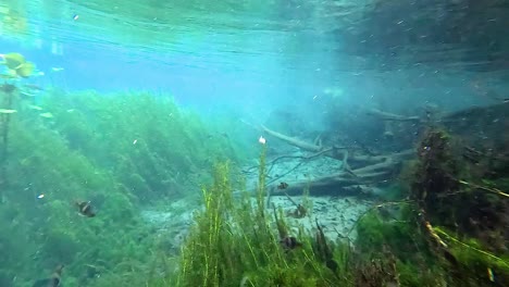 crystal clear underwater spring with aquatic plants