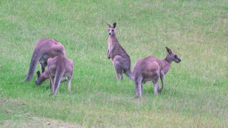 grupo de canguros grises orientales pastando en el campo en hunter valley, nsw, australia