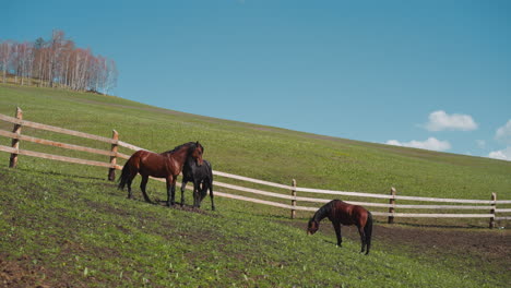 graceful bay horse prances grazing with herd on slopy hill