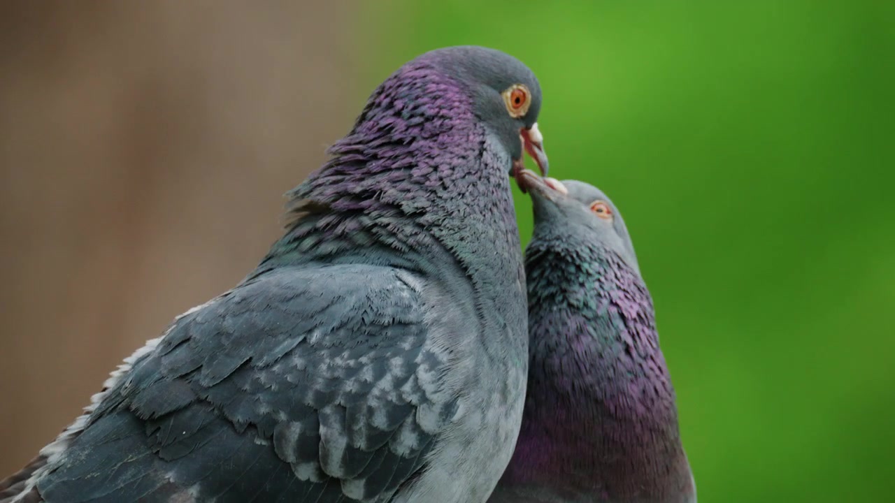 Close up of two pigeons standing close together, both showing iridescent neck feathers in shades of green and violet