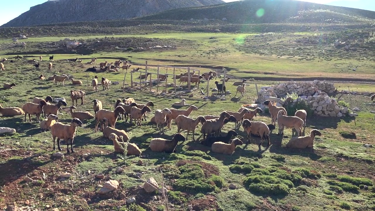 Gregge di pecore al pascolo in un pascolo di montagna soleggiato