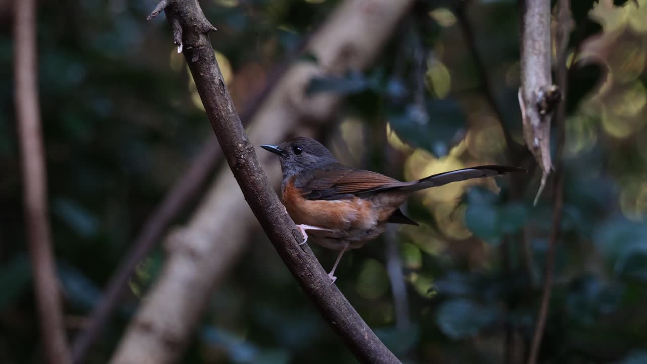 en una vid diagonal y luego vuela hacia la izquierda, shama copsychus malabaricus, hembra, tailandia