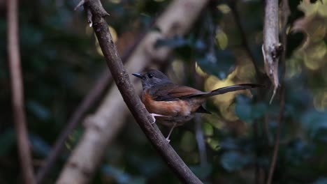 Perched-on-a-diagonal-vine-then-flies-away-to-the-left,-White-rumped-Shama-Copsychus-malabaricus,-female,-Thailand