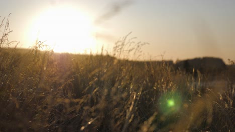 beautiful romantic sunset shot in the grass fields of new zealand riverside on clear windy evening in 4k with sunflare.