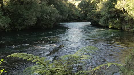kaituna river flowing towards the trout pool falls. rotorua new zealand