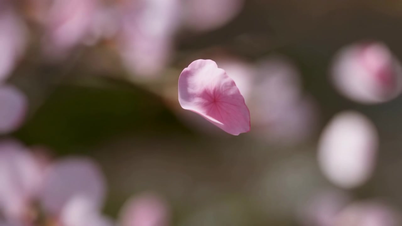 柔らかな日差しの中に漂うピンクの桜の花びらのクローズアップ。半透明の質感、繊細な放射状の葉脈、カールした縁、そして夢のようなパステルボケが、穏やかな春の雰囲気を醸し出す。