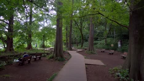 the shakujii park in tokyo has a large wooden path where you can go through the entire park and many people in summer can walk there