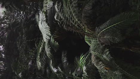 Vertikale-Tropische-Regenwald-Dschungelblatt-Baumgrünvegetation-In-Der-Wildnis