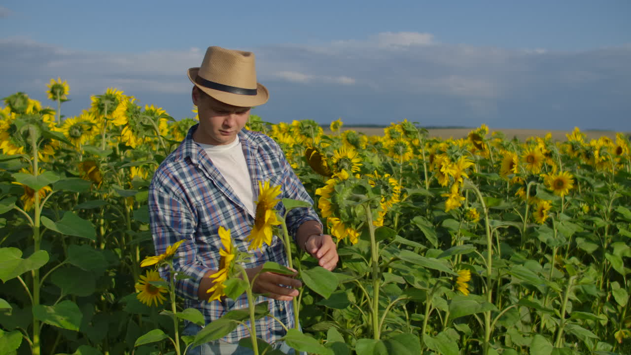 el niño está viendo y tocando los girasoles. disfruta del gran clima en el campo de girasoles, un día hermoso en la naturaleza.