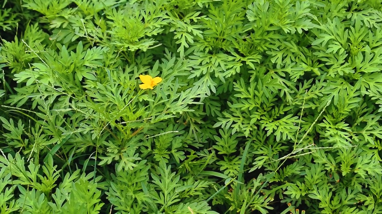 Panning yellow flower on green grass field