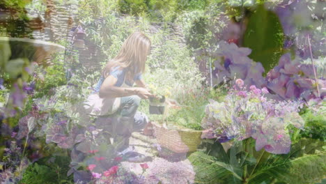 composite video of flowers in the garden against caucasian woman keeping plant pots in a basket