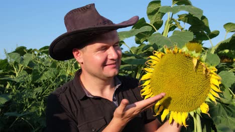 A Farmer Inspects Sunflowers before the Harvest Season a Farmer Inspects Sunflowers before the Harvest Season Lending to Farmers for Economic Work Profit from Agribusiness Agriculture and Agribusiness