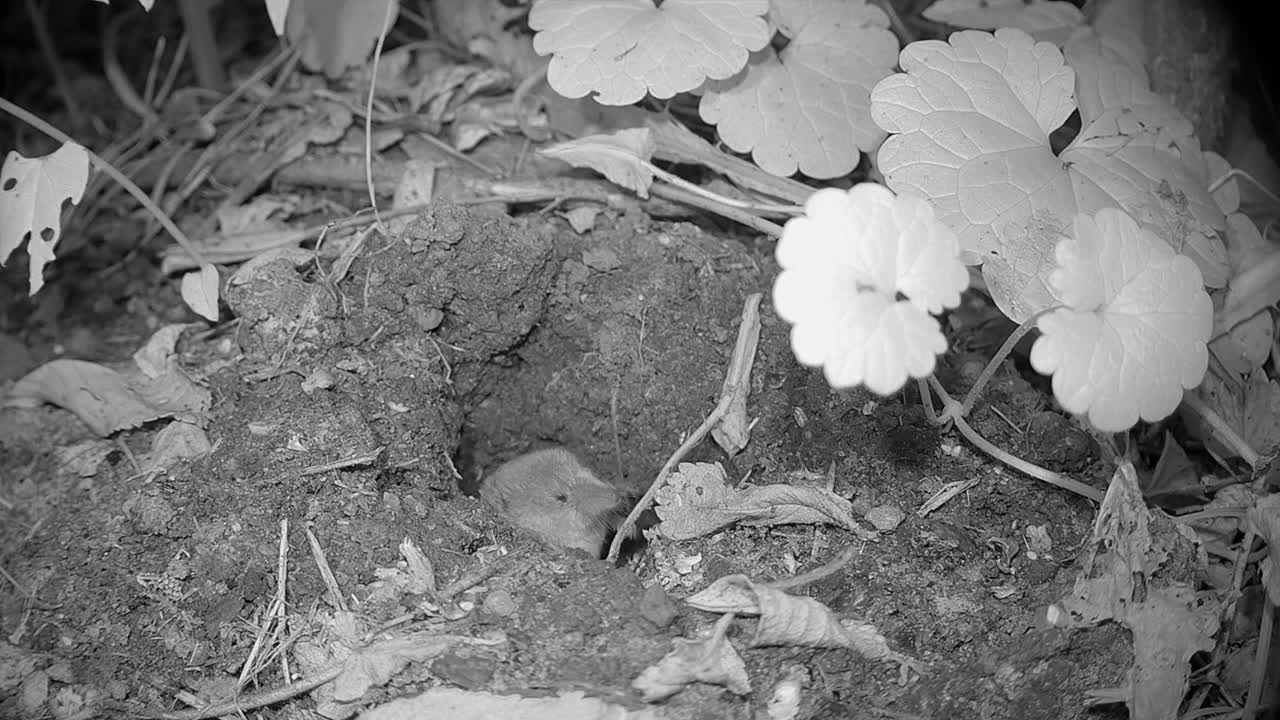 Common shrew (Sorex araneus), also known as the Eurasian shrew emerges from burrow at night. Estonia