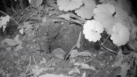 common shrew (sorex araneus), also known as the eurasian shrew emerges from burrow at night. estonia