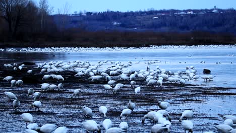 a lot of wild snow geese eat plants in the mud during the aurora