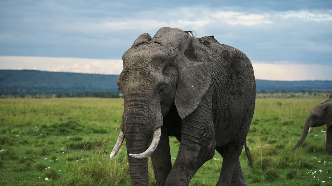 Slowmotionoptagelse af en mægtig elefant, der står vendt mod kameraet i den smukke Masai Mara-atmosfære med en stormfuld himmel i baggrunden, afrikansk dyreliv i Maasai Mara, Kenya, afrikanske safaridyr
