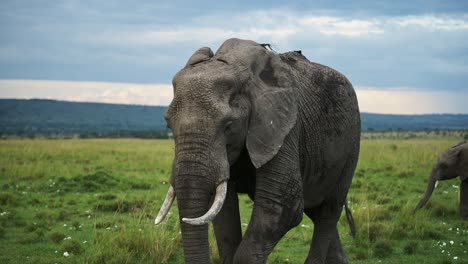 slow motion shot of powerful elephant standing towards camera in beautiful masai mara atmosphere with a background of a stormy sky, african wildlife in maasai mara, kenya, africa safari animals