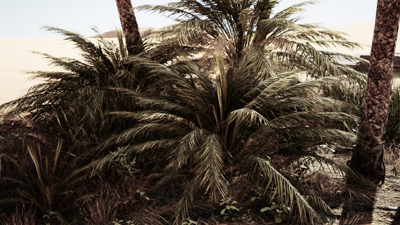 사막 에 있는  ⁇ 나무 오아시스