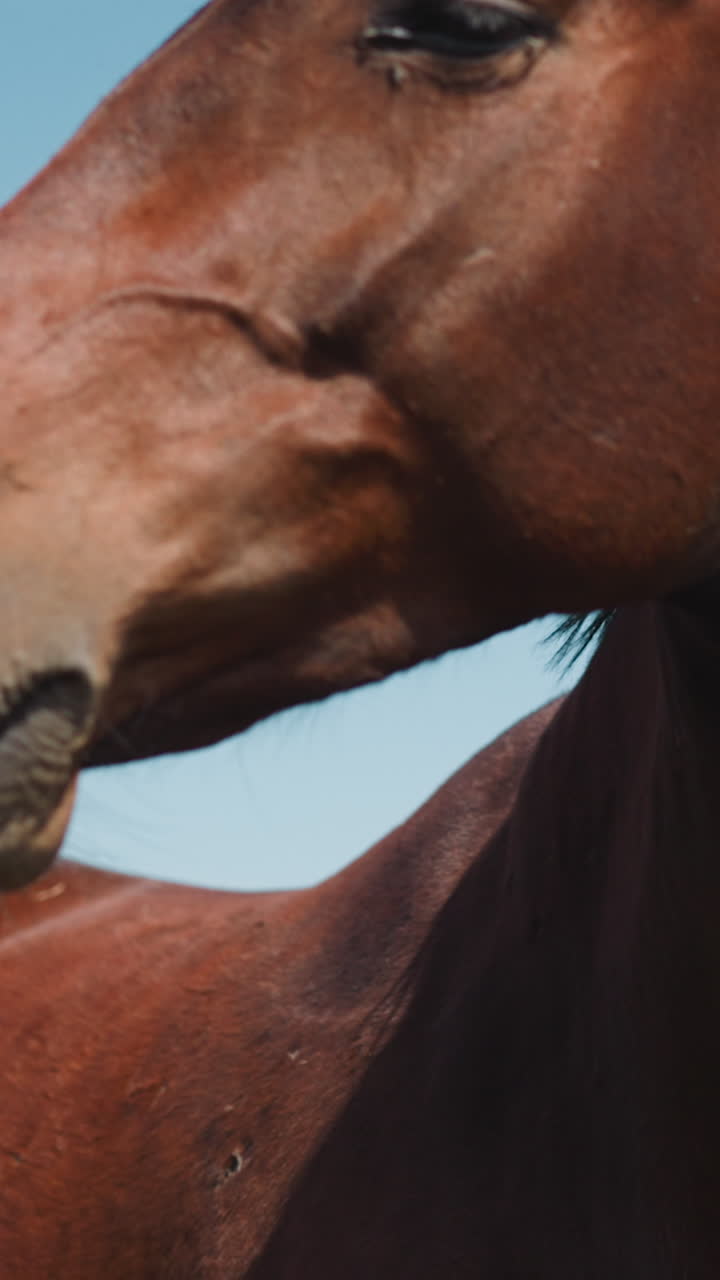 Beautiful bay horse face and small flies at wild highland closeup slow motion. Noble equine animal with large dark eyes turns head at breeding farm