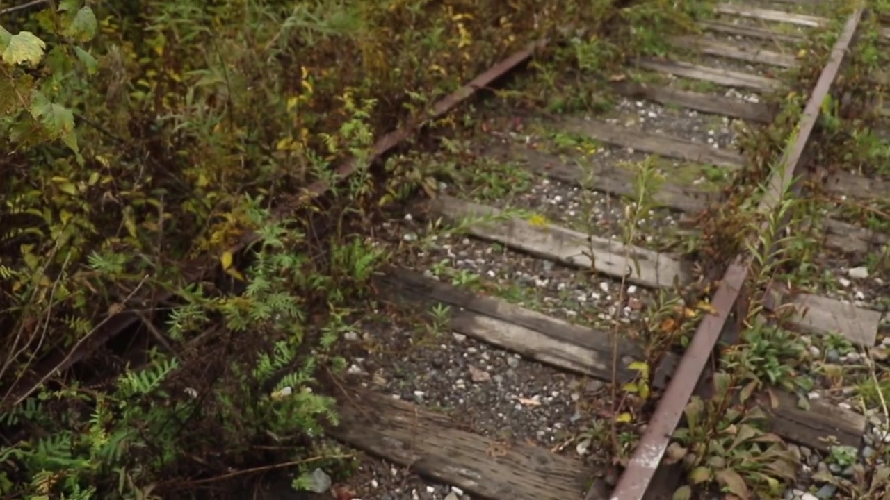 Moving shot of a forest trail with the discovery of some abandoned railway tracks.