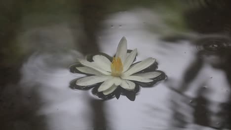 un nenúfar blanco en flor descansa sobre el agua que apenas se mueve mientras el agua se ondula