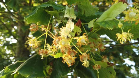 Bunch-of-lime-tree-flowers-in-sunlight-with-tree-in-background