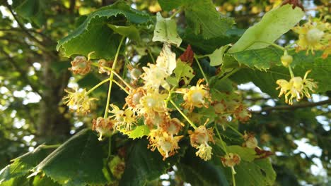 ramo de flores de árbol de limón a la luz del sol con árbol en el fondo