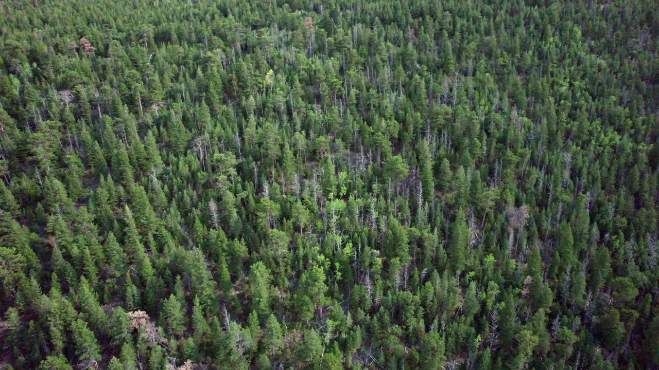 Scenic natural forest environment in Colorado seen from above