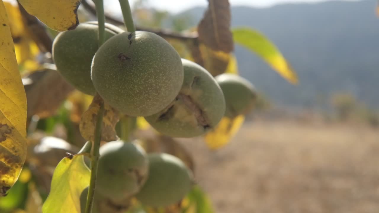 el viento sacude la nuez