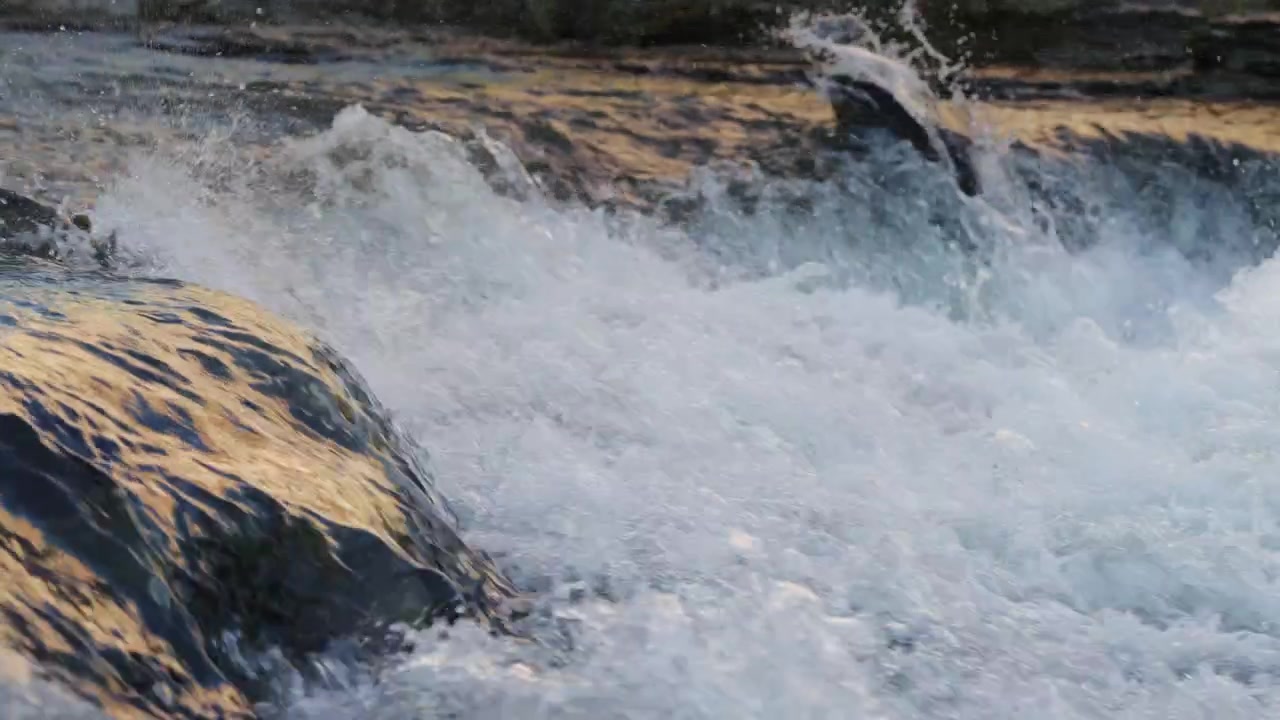Un salmone salta contro la forte corrente di una cascata fluviale durante la migrazione annuale di deposizione delle uova in autunno a Port Hope. Il rallentatore cattura il potente colpo di coda e le goccioline d'acqua sospese.