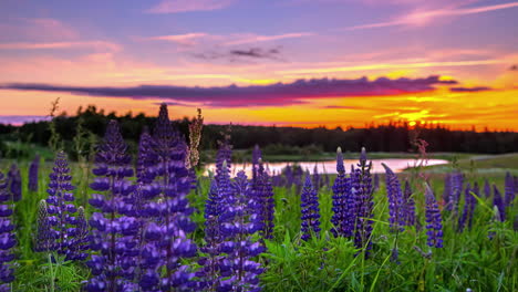 hyperlapse draait op bluebell bloemen met epische vuur rode oranje zonsondergang boven vijver en bos