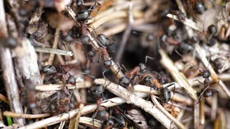 Wild-ant-hill-in-the-forest-closeup