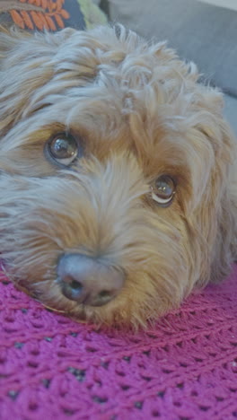 adorable perro cavapoo en el interior relajándose en vertical