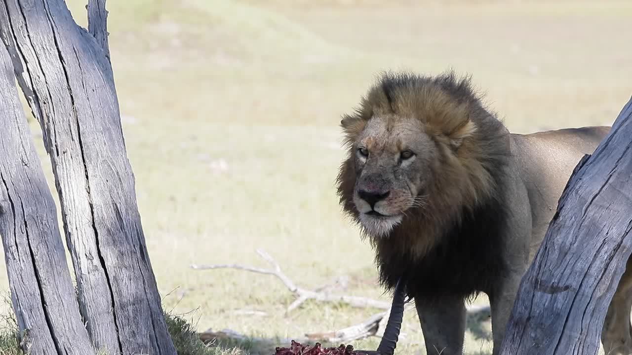Samec afrického lva si olizuje obličej, zatímco jí antilopu lečve nilskou.
