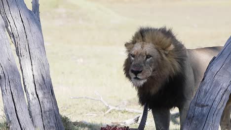 león africano macho se lame la cara mientras come un antílope lechwe rojo