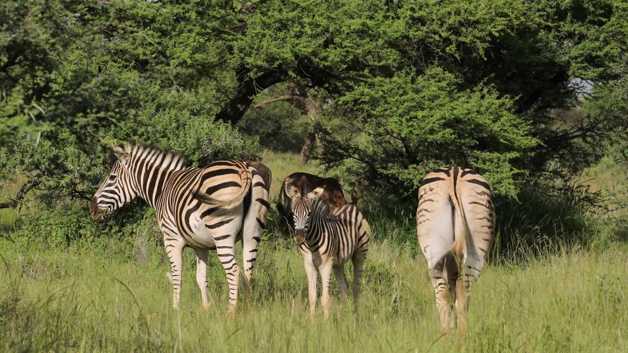 cebras de las llanuras (equus burchelli) en su hábitat natural, parque nacional mokala, sudáfrica
