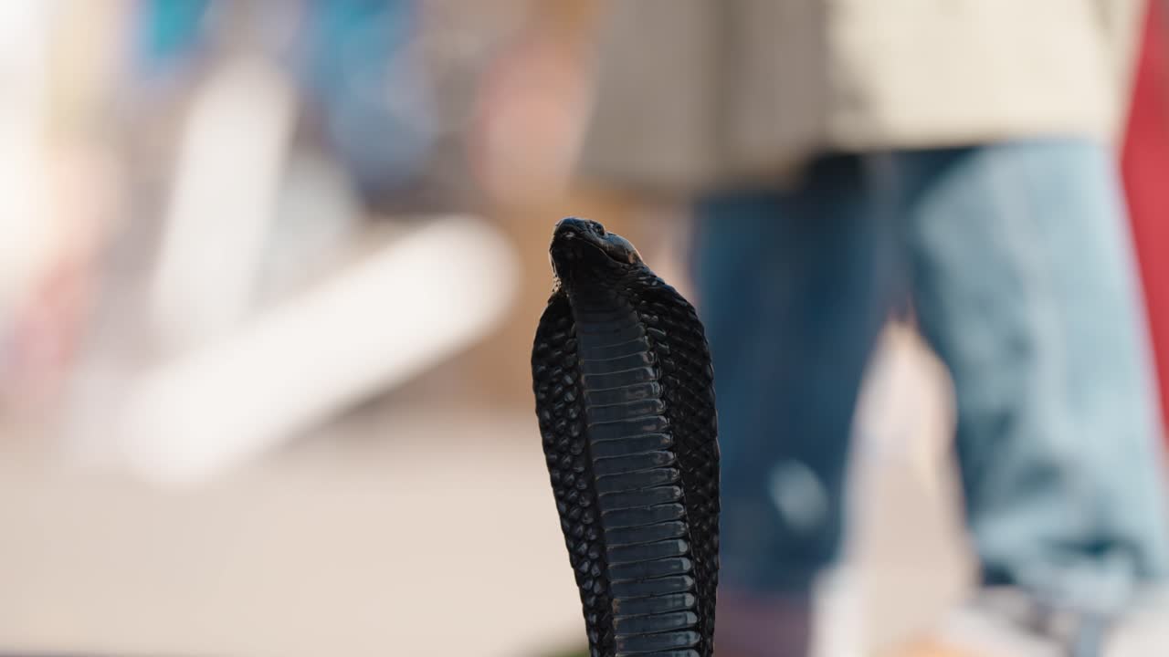 Close-up of cobra snake rising during a street show in Marrakech medina