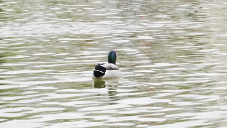 Schöne-Männliche-Stockente-Schwimmen-Am-Teich-In-Paris,-Frankreich