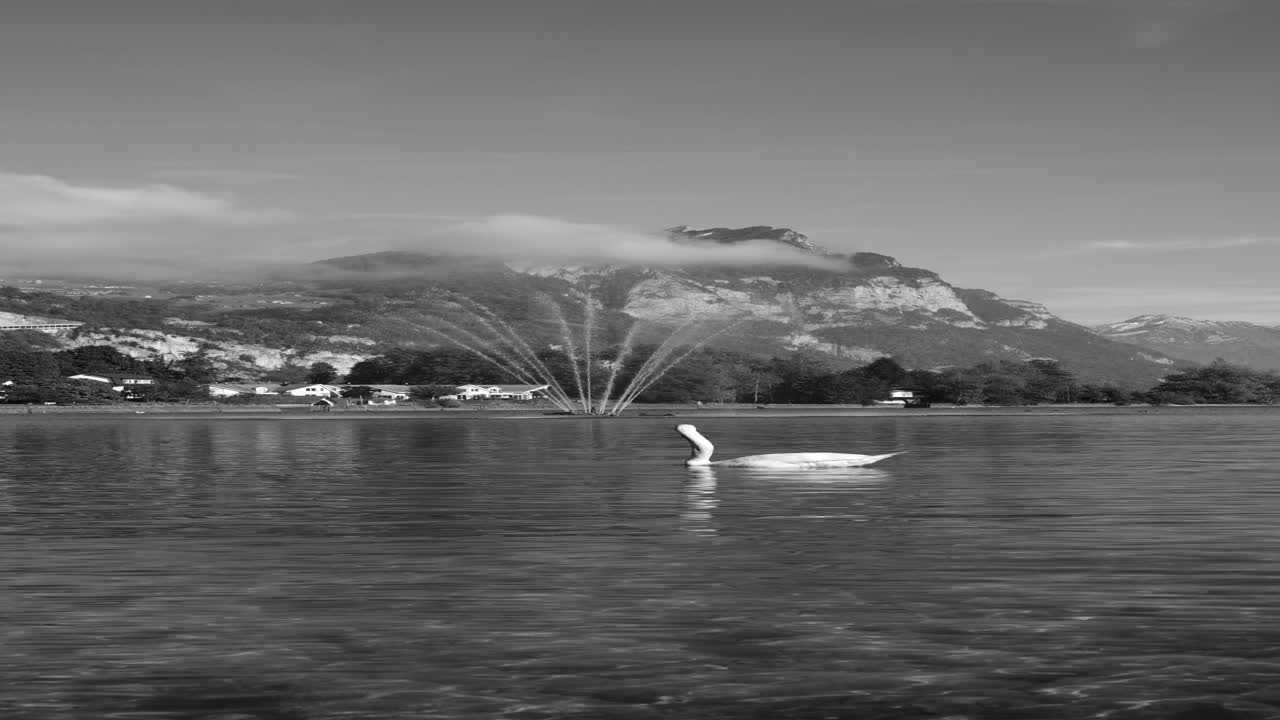 Swan fishing in Walensee lake with mountains in Switzerland