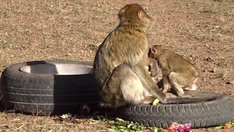 mono bebé y su madre comiendo basura
