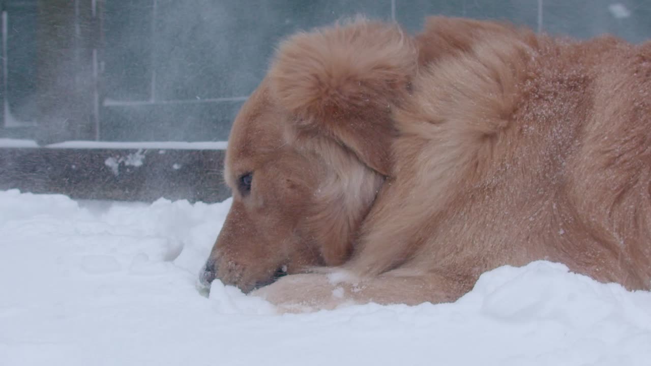 perro golden retriever masticando una pelota en una nevada ventosa