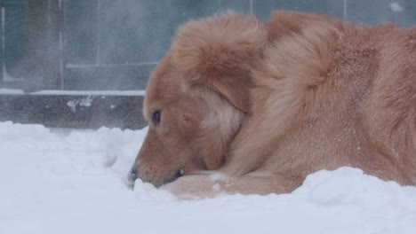 golden retriever dog chewing on ball in windy snowfall