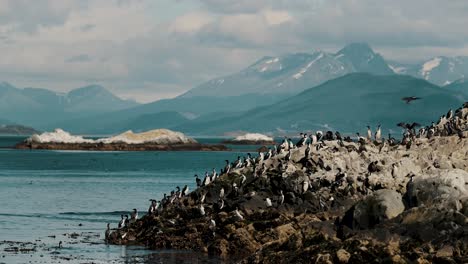 colonias de pájaros cormoranes rey en una isla montañosa al otro lado del canal beagle en tierra del fuego, ushuaia, argentina
