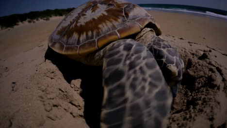sea turtle nesting at night on the beach under starry sky